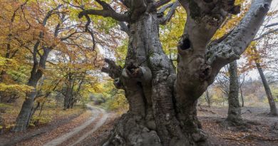 Вид на объект: Демерджи (Долина приведений)