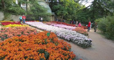Экскурсии в Бал хризантем в Никитском ботаническом саду из Балаклавы 2024