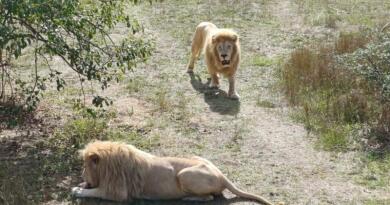 Экскурсия из Севастополя: Сафари-парк львов Тайган : экзотика и приключения фото 16125