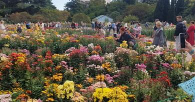 Бал хризантем Бал хризантем